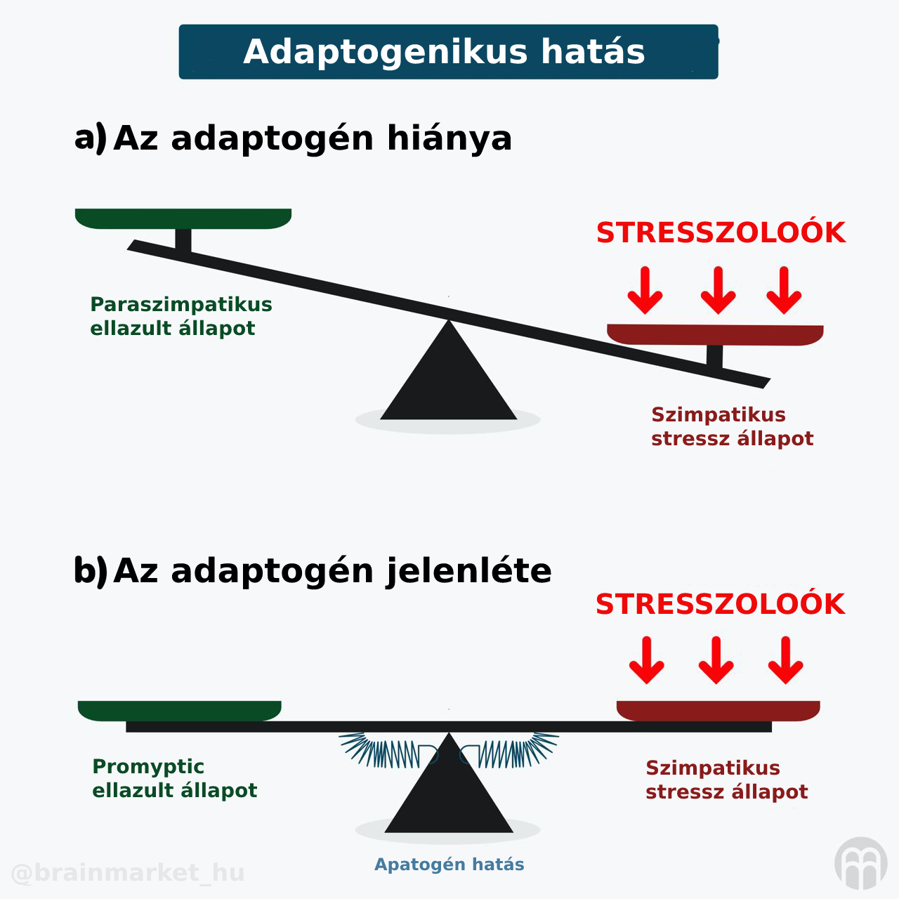 maca adaptogenni efekt grafikaHU